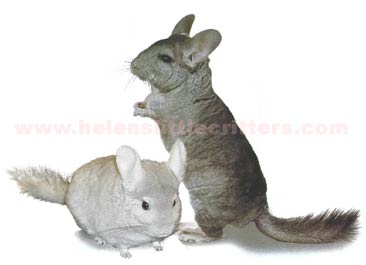 chinchilla1.jpg