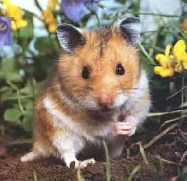 hamster4.jpg