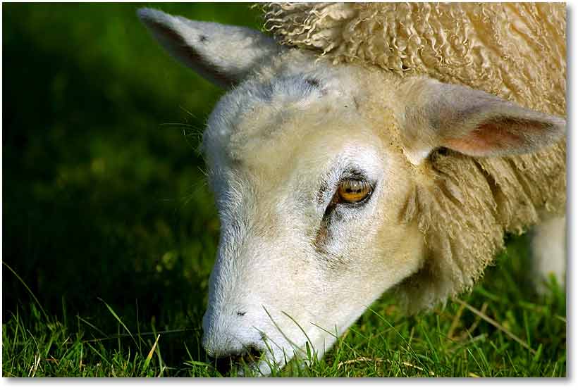 schaf-sheep-21348.jpg